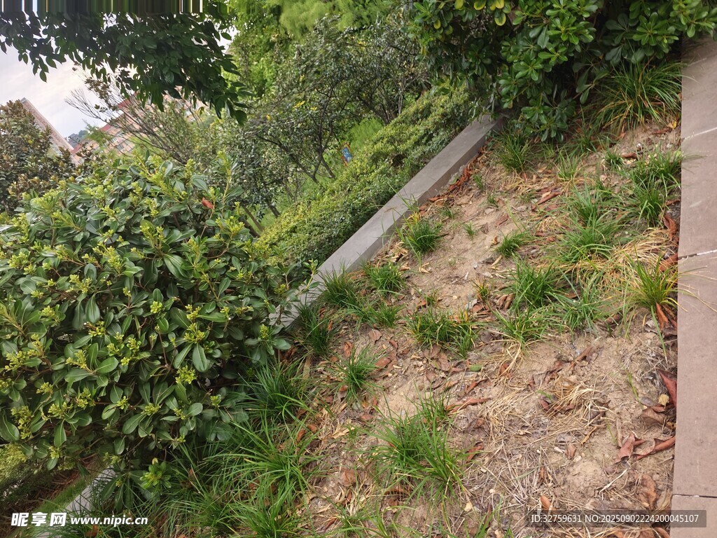 山坡綠植與防護欄桿景觀