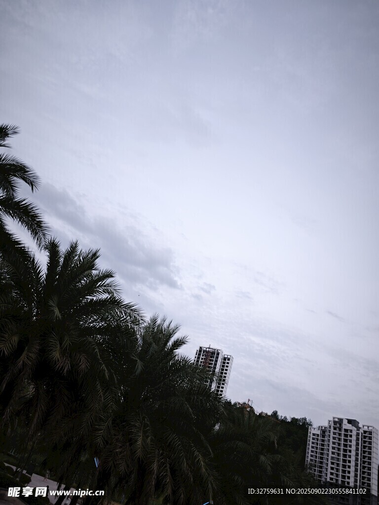 陰天城市中的棕櫚樹景觀