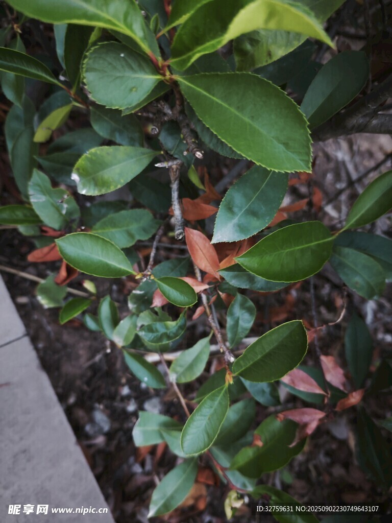 綠葉植物近景特寫(xiě)
