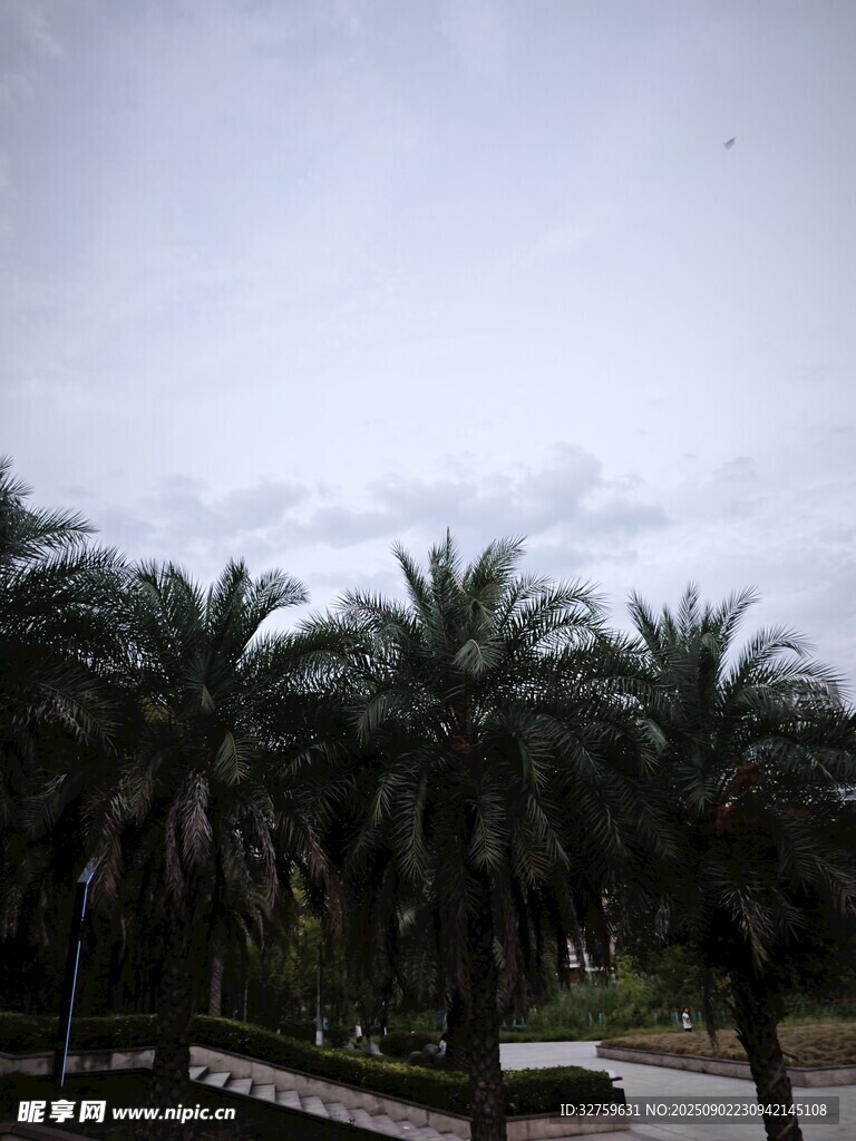 道路旁的棕櫚樹景觀