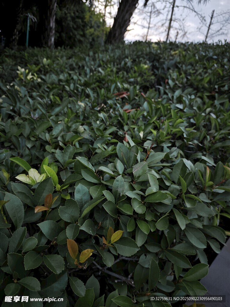 茂密綠植景觀