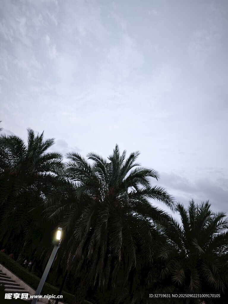 椰林上方的灰蒙天空