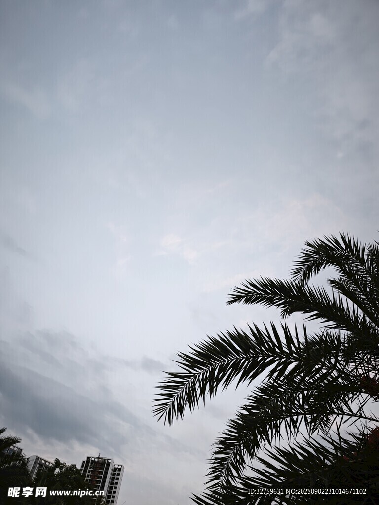 天空下的棕櫚樹(shù)枝