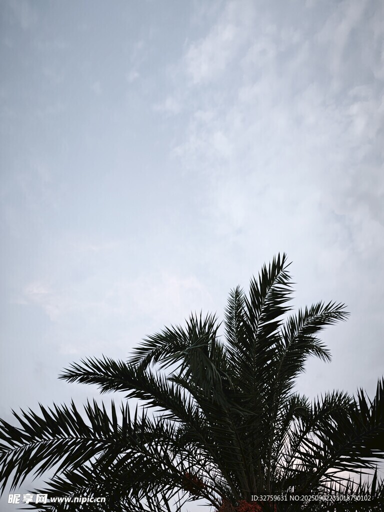 天空下的棕櫚樹(shù)