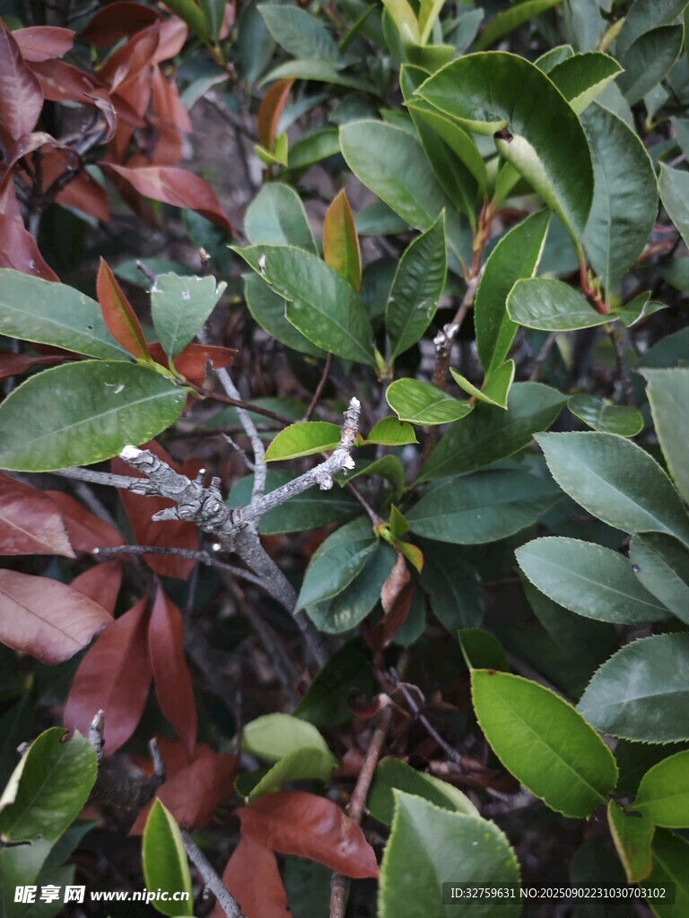 多彩葉片的植物景觀