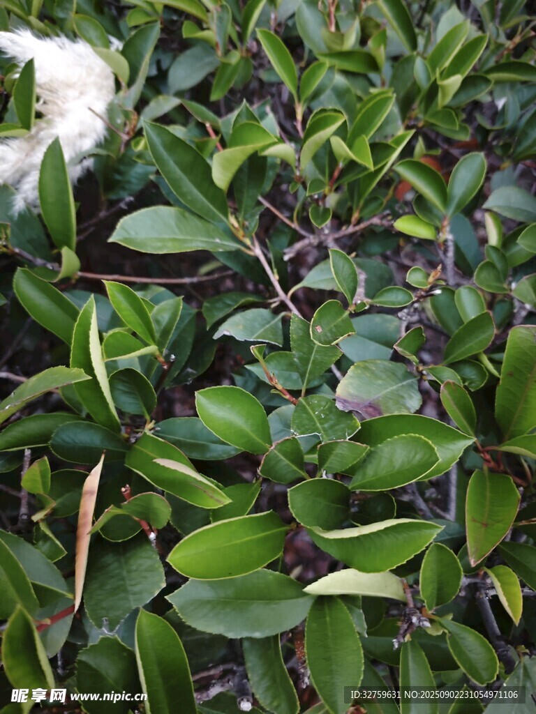 翠綠繁茂的植物葉片