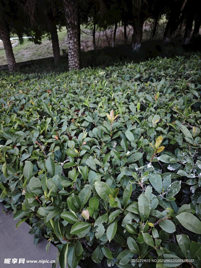 綠葉繁茂的植物景觀