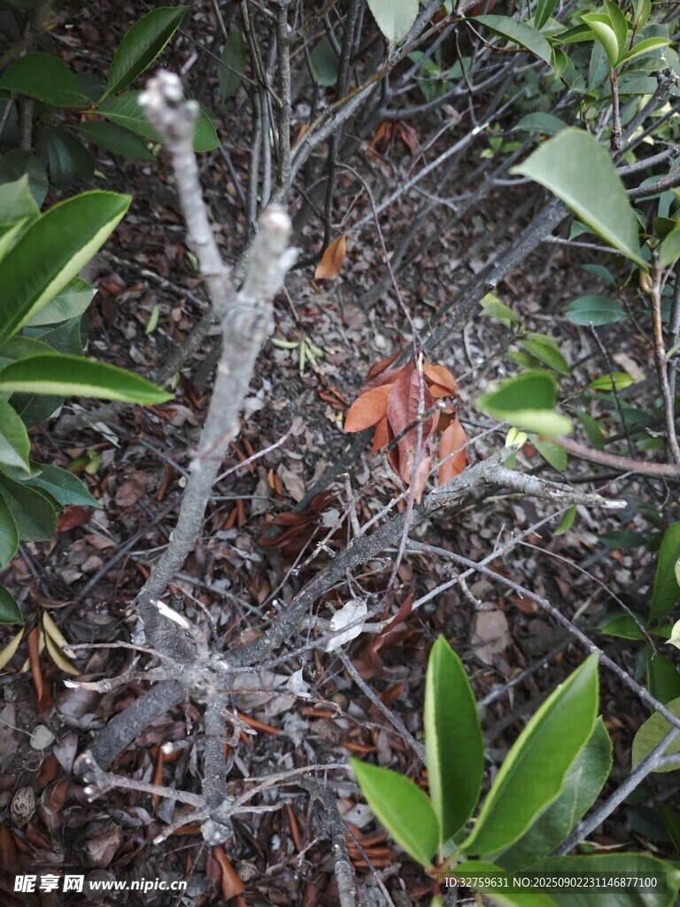 枯枝干葉與綠植相伴