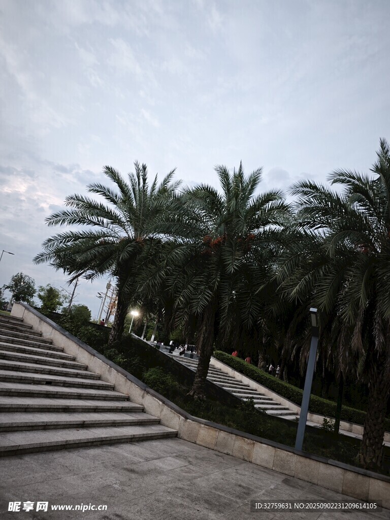 棕櫚樹旁的石階步道