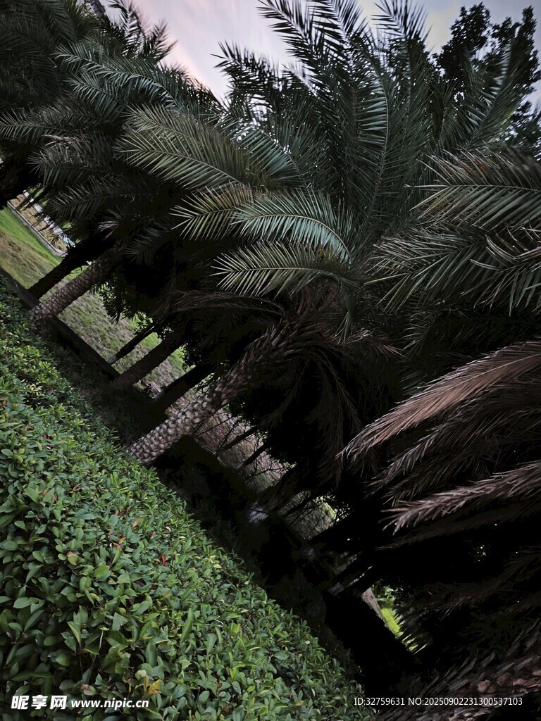 茂密棕櫚林與地面綠植