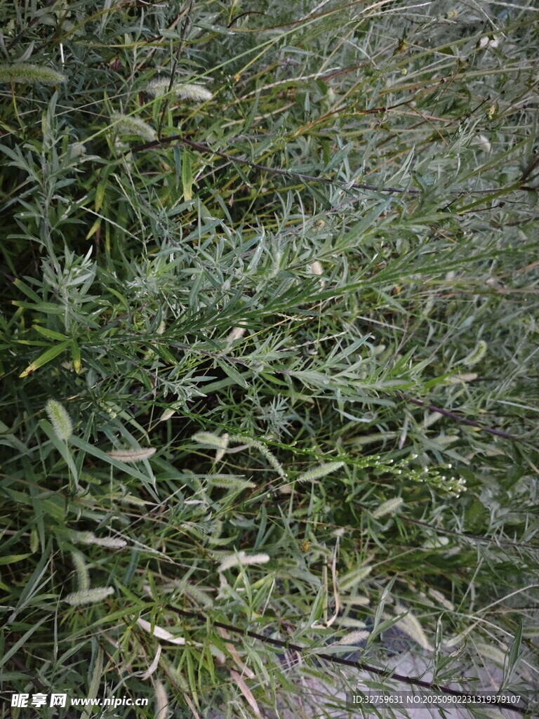 茂密叢生的綠色野草