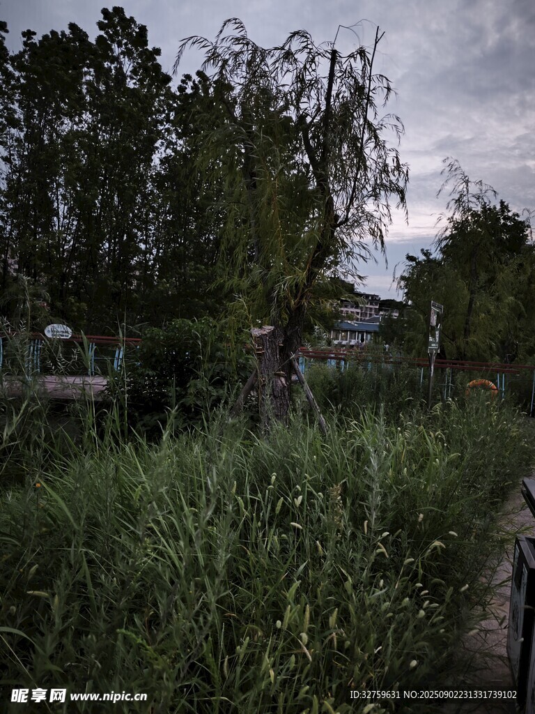 黃昏下的綠植與樹木景觀