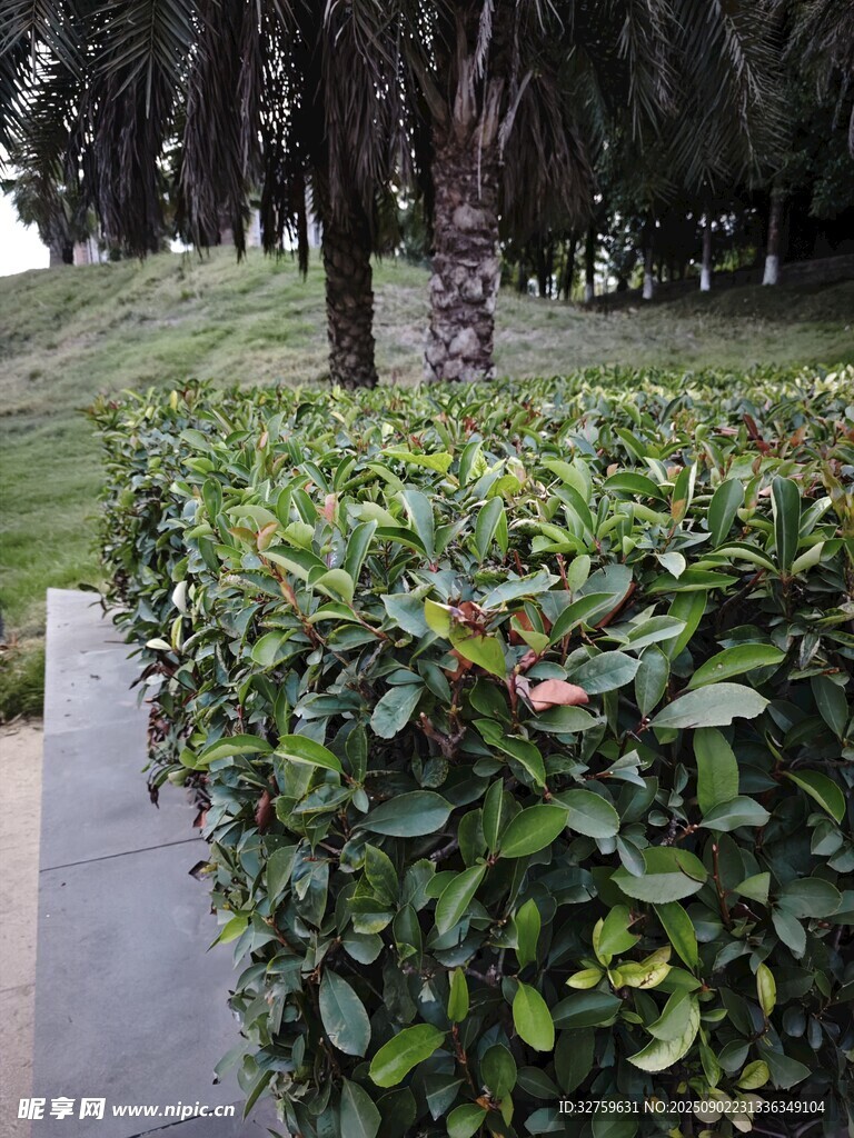 公園綠植景觀