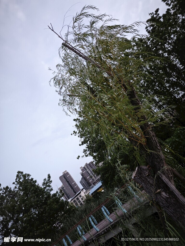風(fēng)中搖曳的樹木與背景建筑