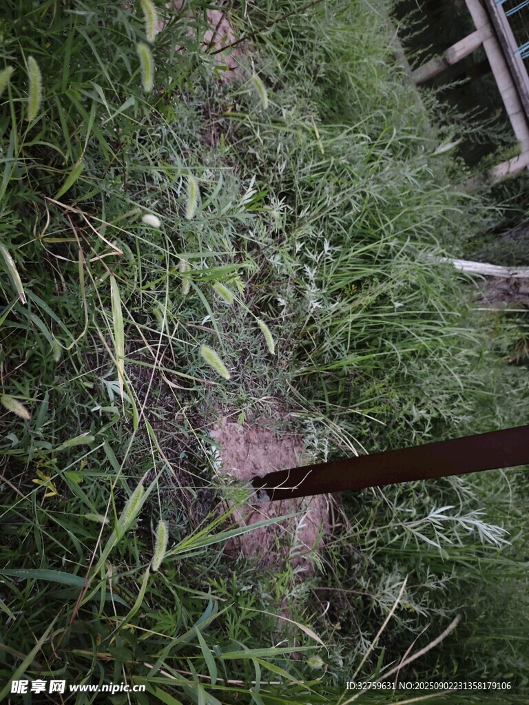 草叢中的金屬物件