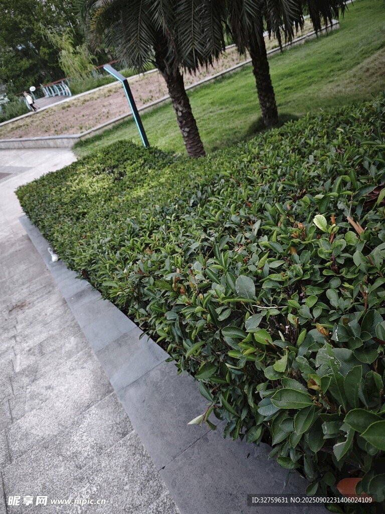 公園小徑旁的綠植景觀