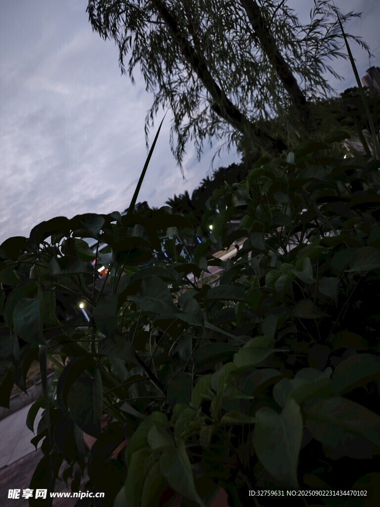 夜幕下的繁茂綠植