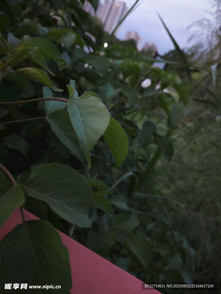 綠葉植物與粉色邊緣景致