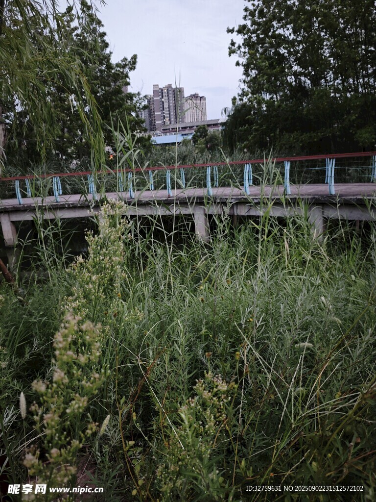 野外木橋旁的繁茂綠植