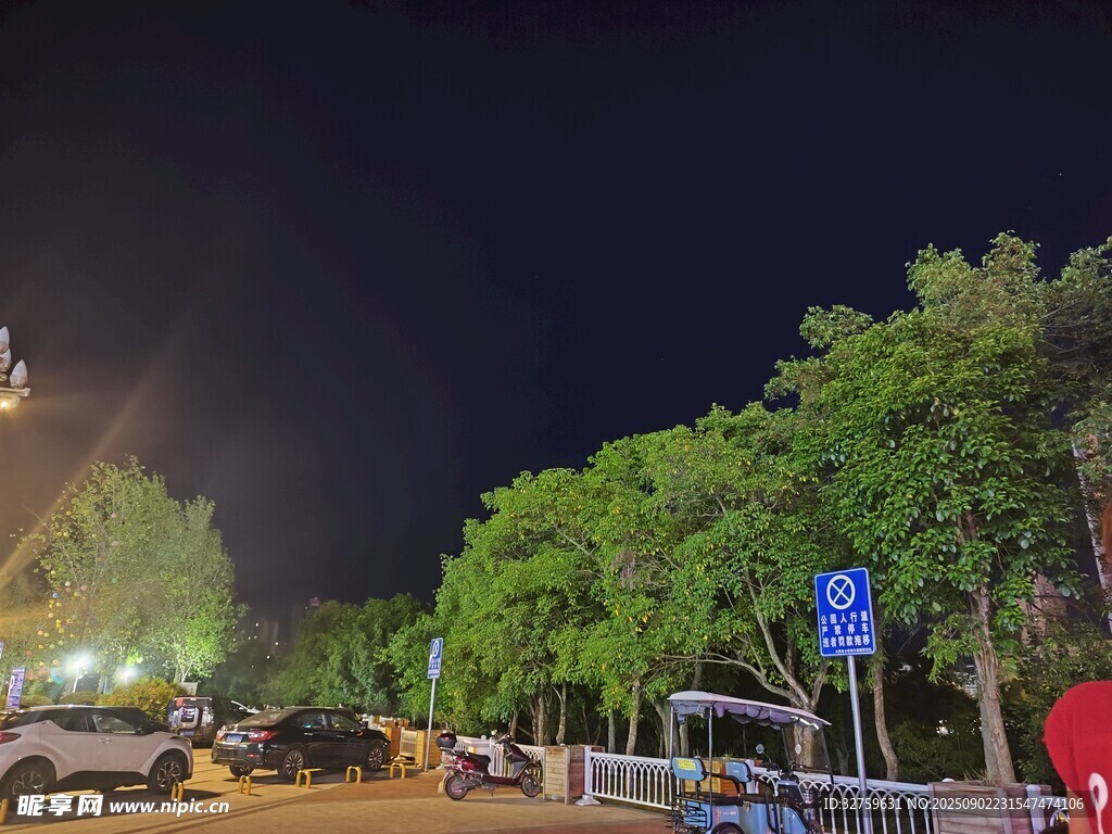 夜晚街道旁的蔥郁綠樹