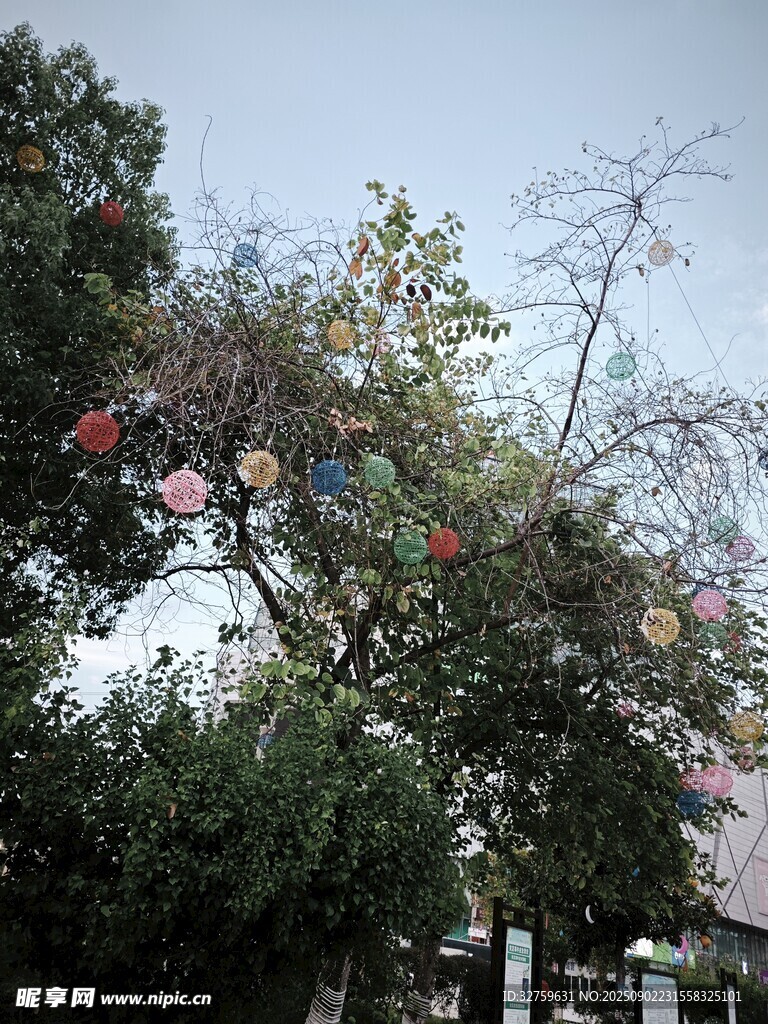 繁花滿樹的美麗景致