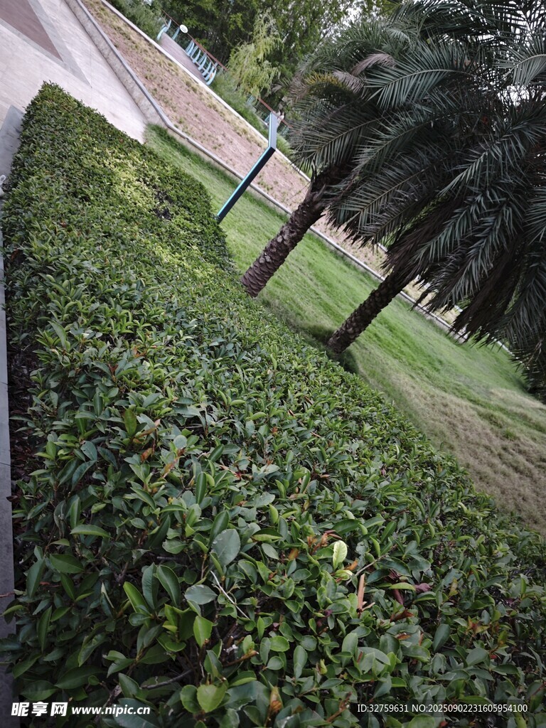 公園中的綠植景觀