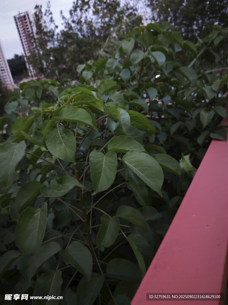 紅欄桿旁的繁茂綠葉