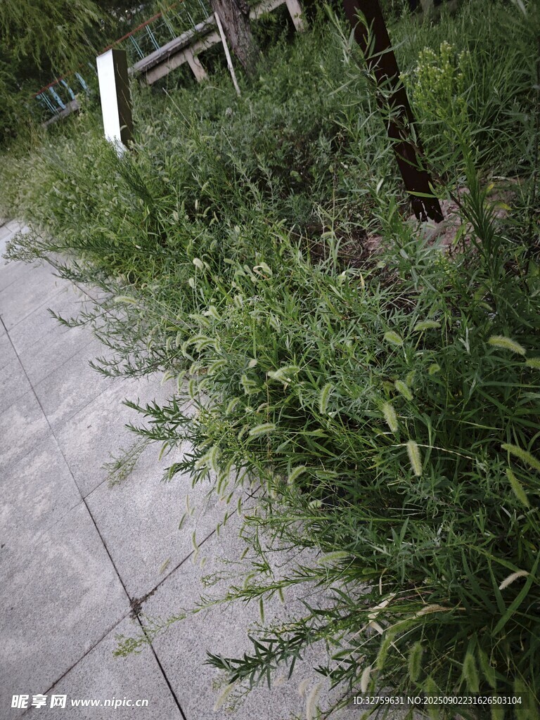 路邊繁茂的綠色野草