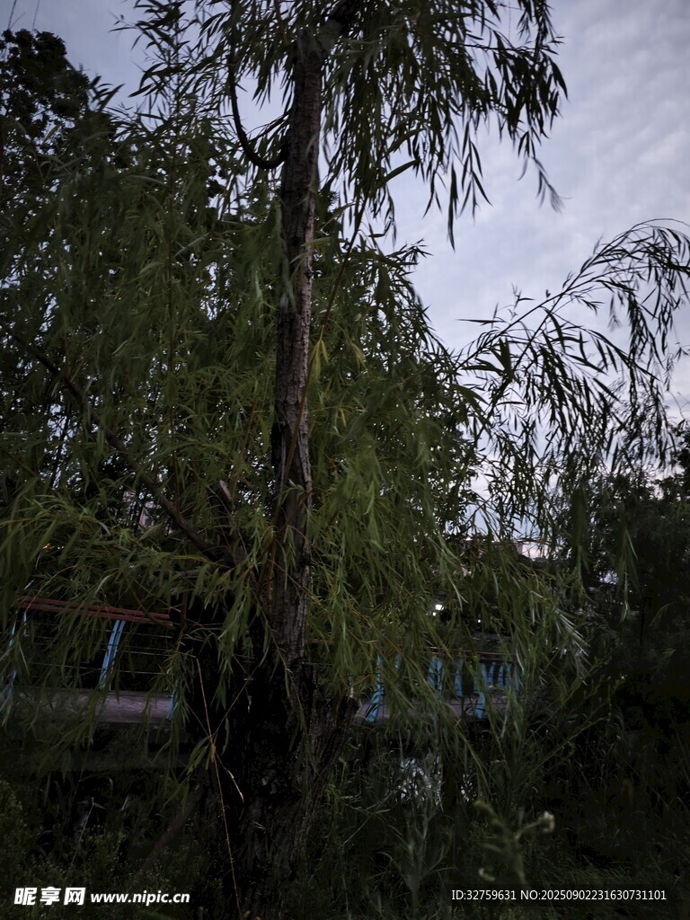 垂柳依依