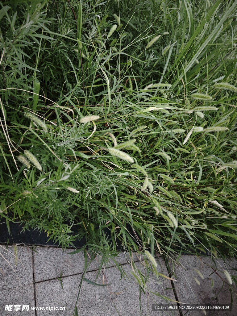 路邊茂盛的綠色草叢