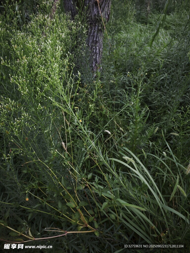 茂密叢林中的綠色植物