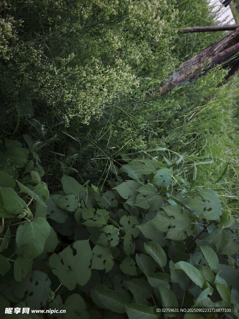 繁茂綠植