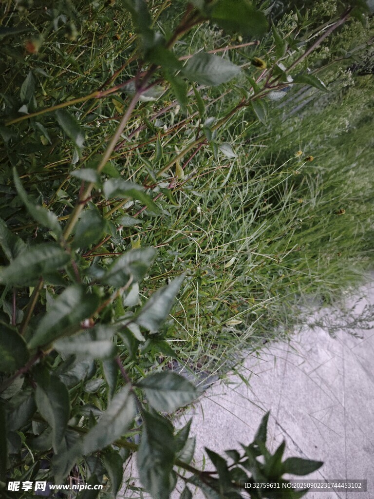 溪邊綠植景觀