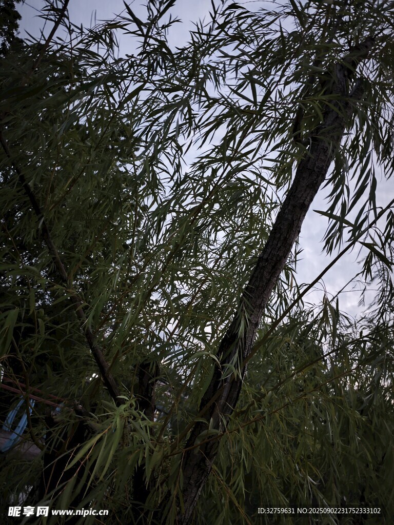 林間垂柳