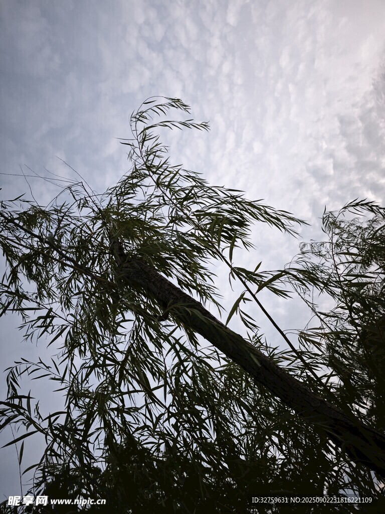 仰視枝頭枝葉與天空