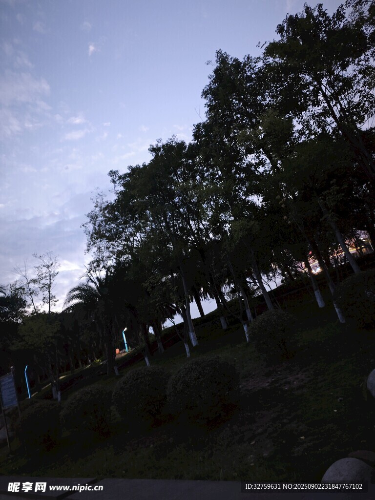 黃昏下的樹林景觀