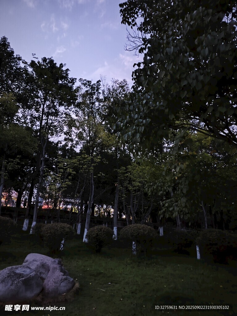 夜幕下的靜謐樹(shù)林