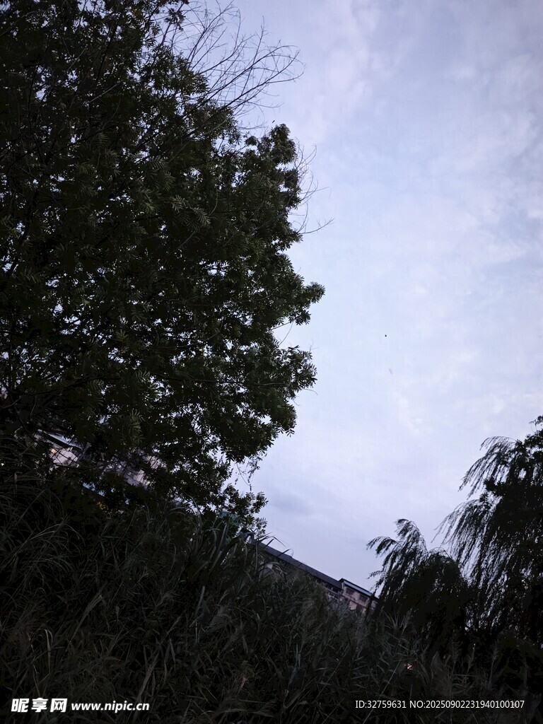 樹林間的天空景象