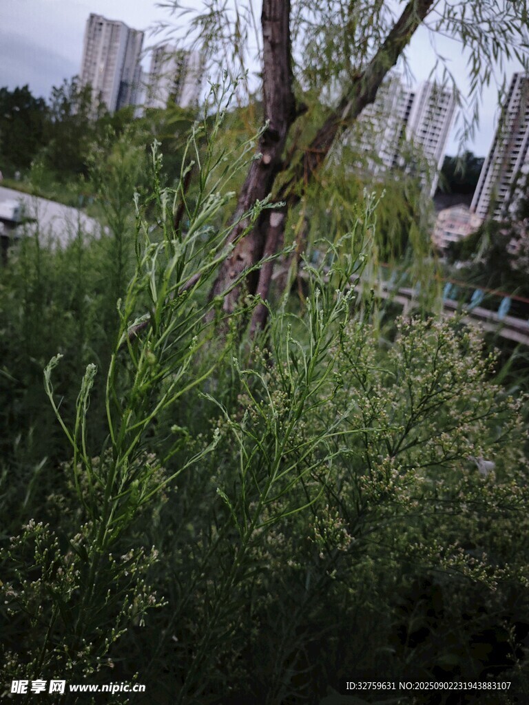 城市中的綠植與樹木景觀