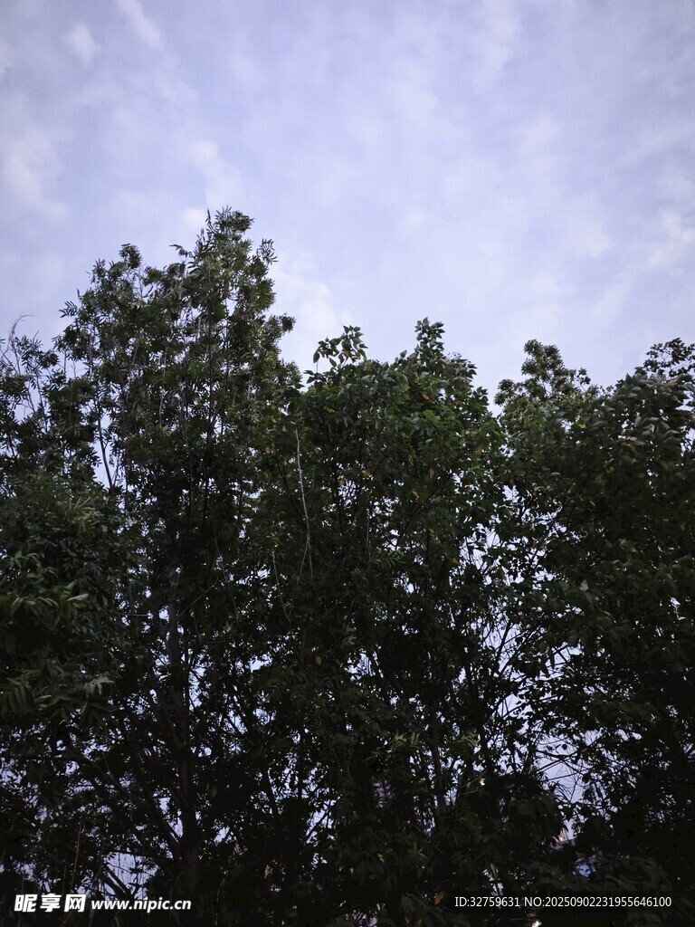 樹梢之上的天空景致