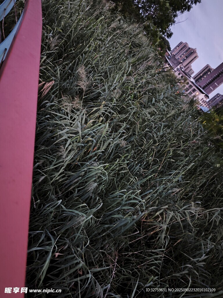 紅墻旁的蔥郁綠植