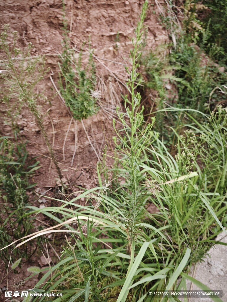 墻邊叢生的綠色野草