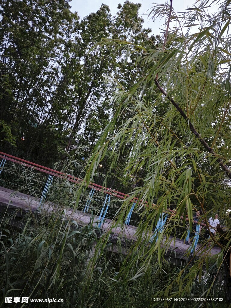 林間棧道隱于蔥郁草木間