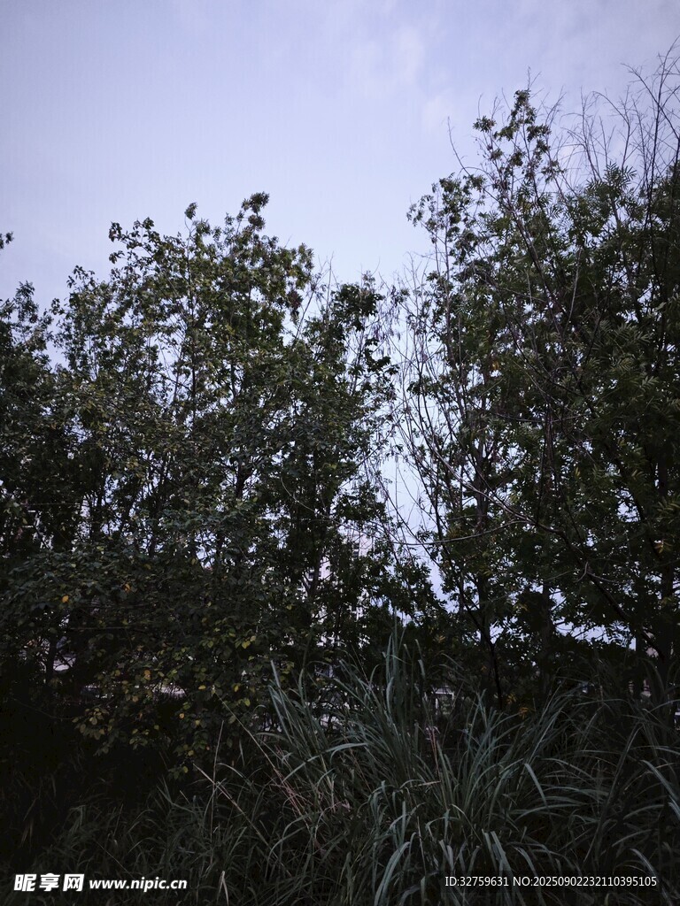樹梢上的天空