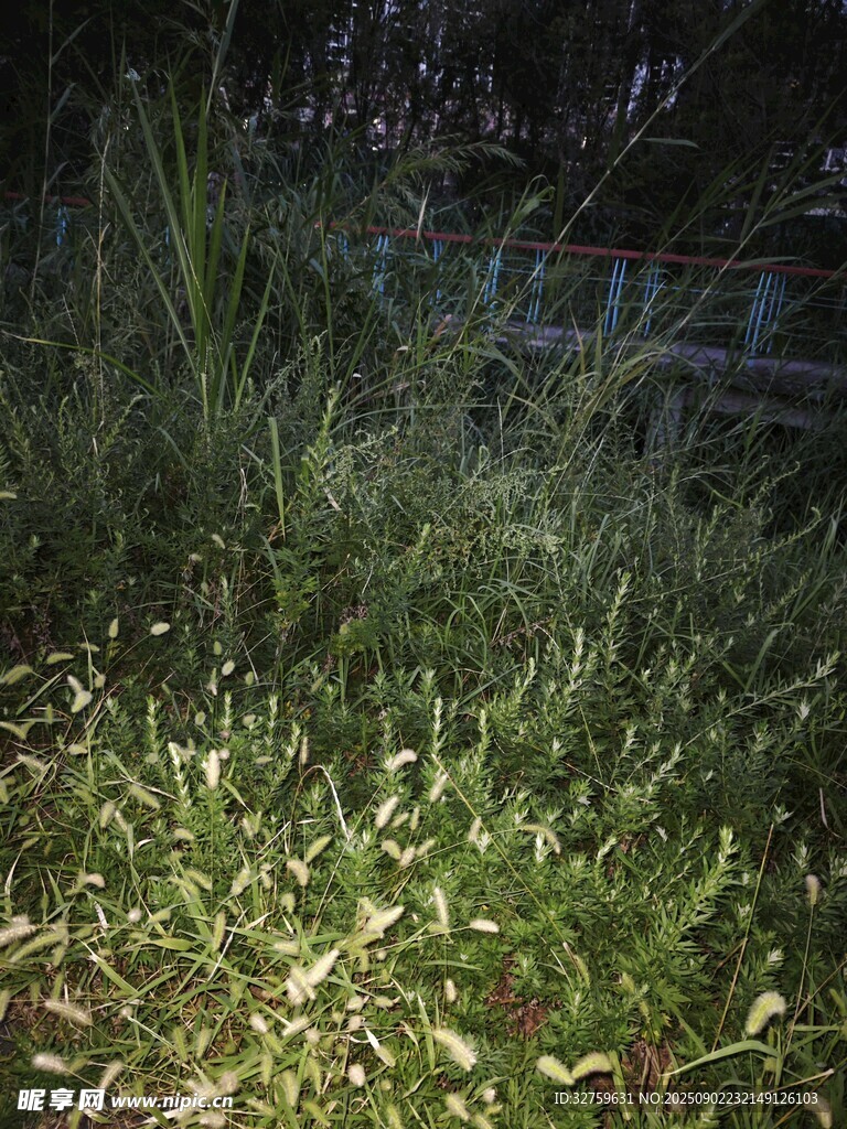 陽(yáng)光下的翠綠草地