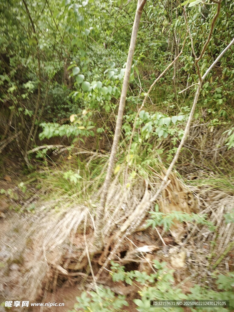 森林中裸露根系的植物