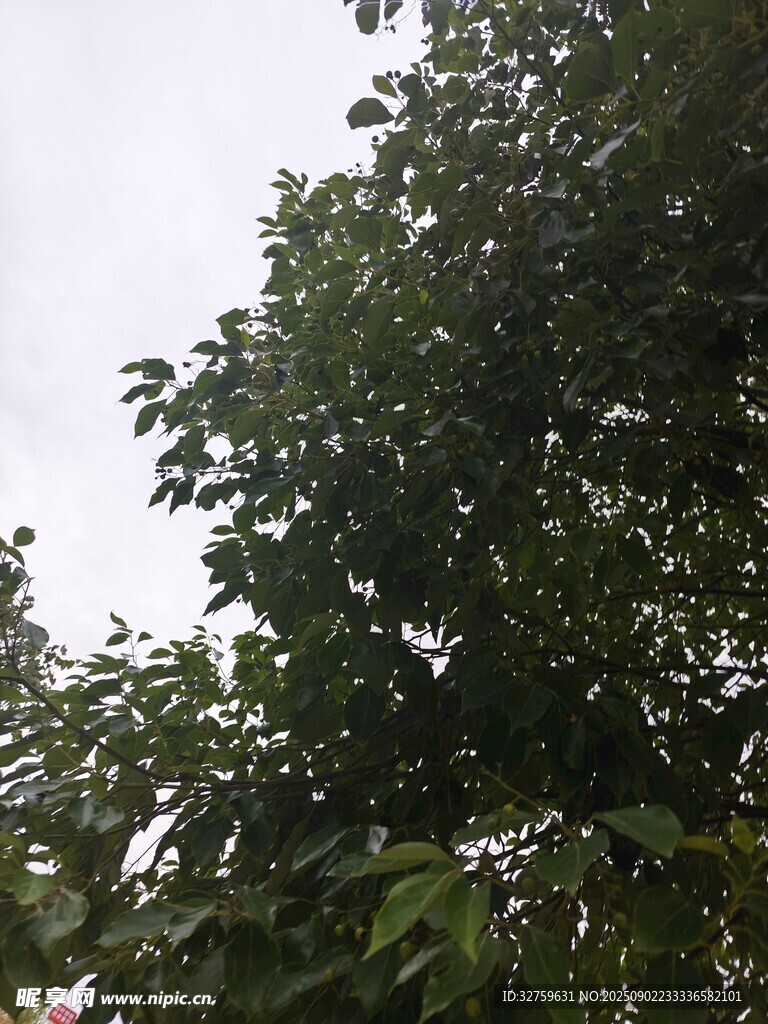 繁茂綠樹