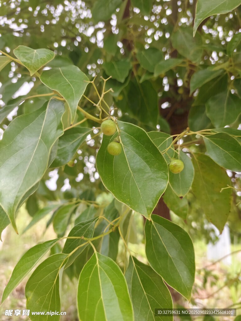 綠葉繁茂的生機(jī)之樹