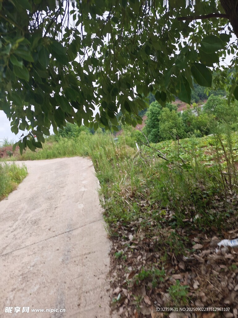 林間蜿蜒小徑