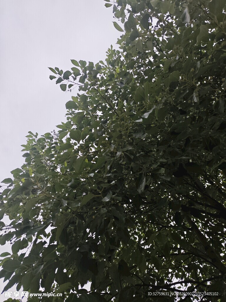 綠葉繁茂的樹冠
